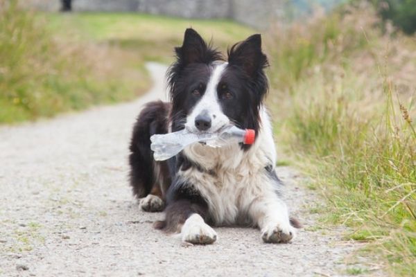 Dog recycled products