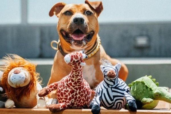 P.L.A.Y. - Recycled Pet Products