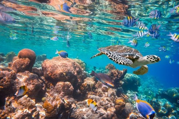 Healthy Planet means healthy oceans